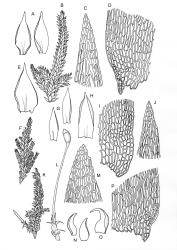 Camptochaete. A–E: C. deflexa. A, branch leaves. B, branch detail. C, apex of branch leaf. D, alar cells of branch leaf. E, frond axis leaf. F–J: C. angustata. F, branch detail. G, branch leaves. H, frond axis leaf. I, alar cells of branch leaf. J, apex of branch leaf. K–P: C. pulvinata. K, branch detail. L, perichaetium with capsule. M, apex of branch leaf. N, branch leaves. O, frond axis leaf. P, alar cells of branch leaf. C. deflexa drawn from D. Glenny 89-466, CHR 527742. C. angustata drawn from A.J. Fife 8589, CHR 461007. C. pulvinata drawn from B.H. Macmillan 93/95, CHR 506181.
 Image: R.C. Wagstaff © New Zealand Institute for Bioeconomy Science 2026 CC-BY 3.0 NZ